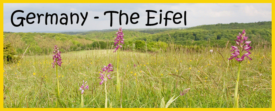 eifel.gif
