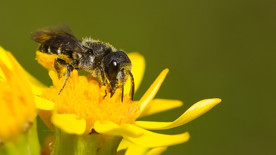 Large-headed Resin Bee / Tronkenbij