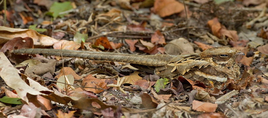 Long-tailed nightjar / Mozambikaanse Nachtzwaluw