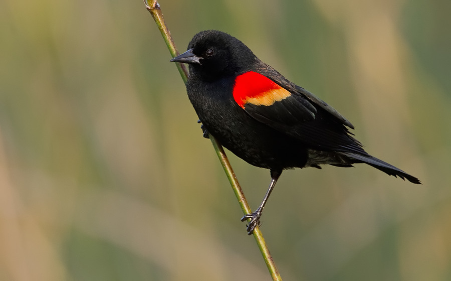 Red-winged Blackbird / Epauletspreeuw 