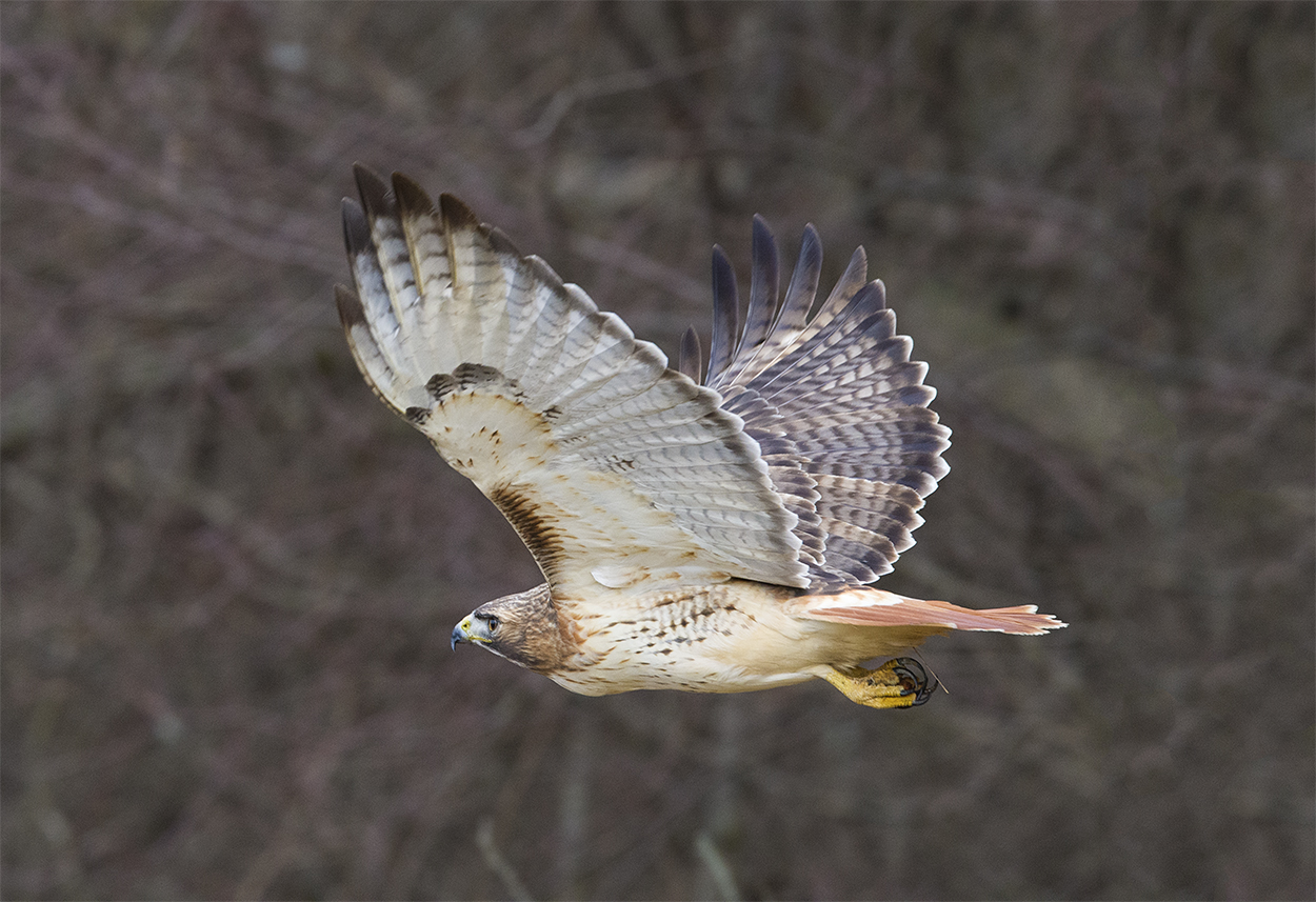 _DSC3676-1.jpg