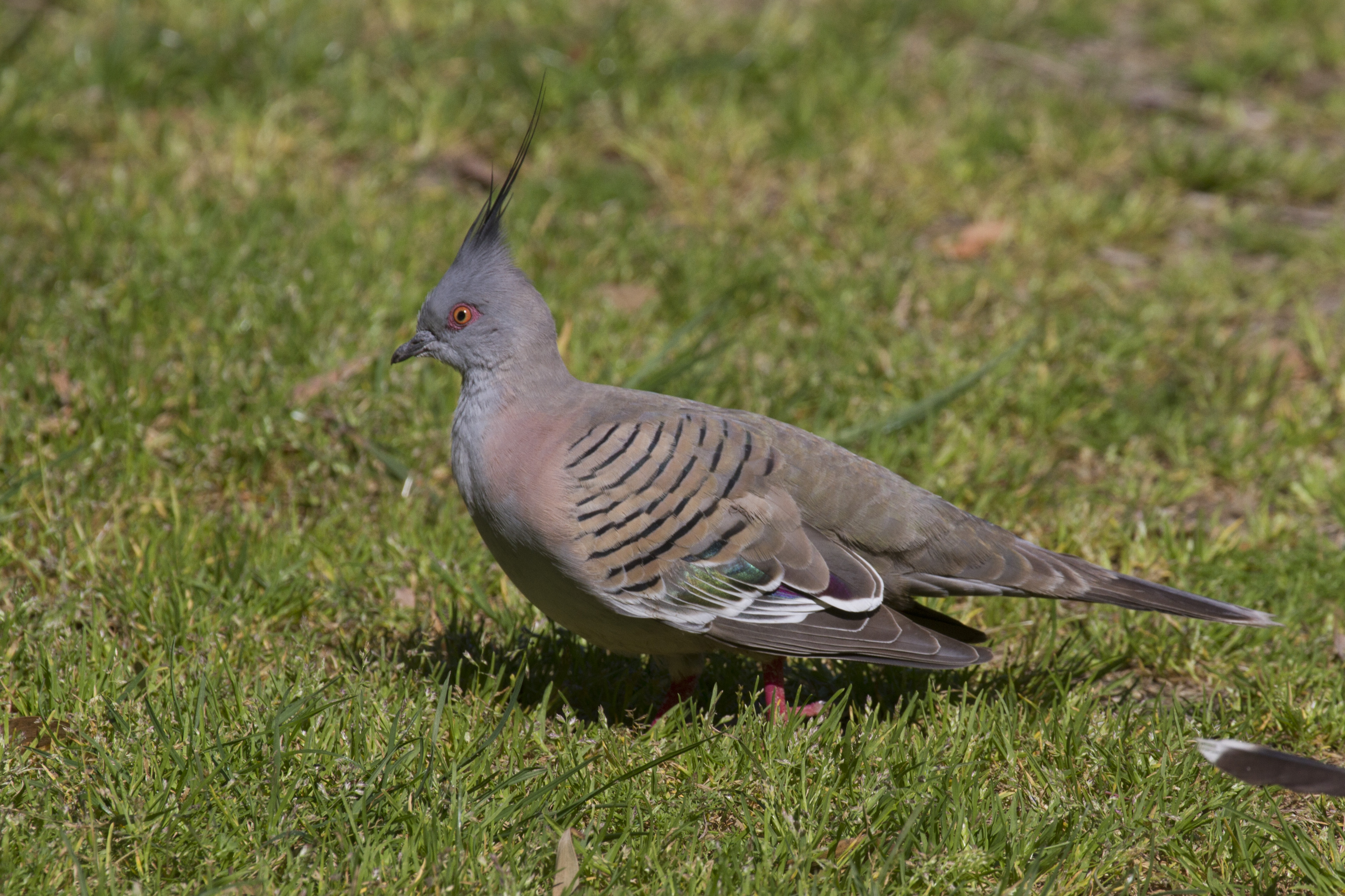 Crested Pigeon