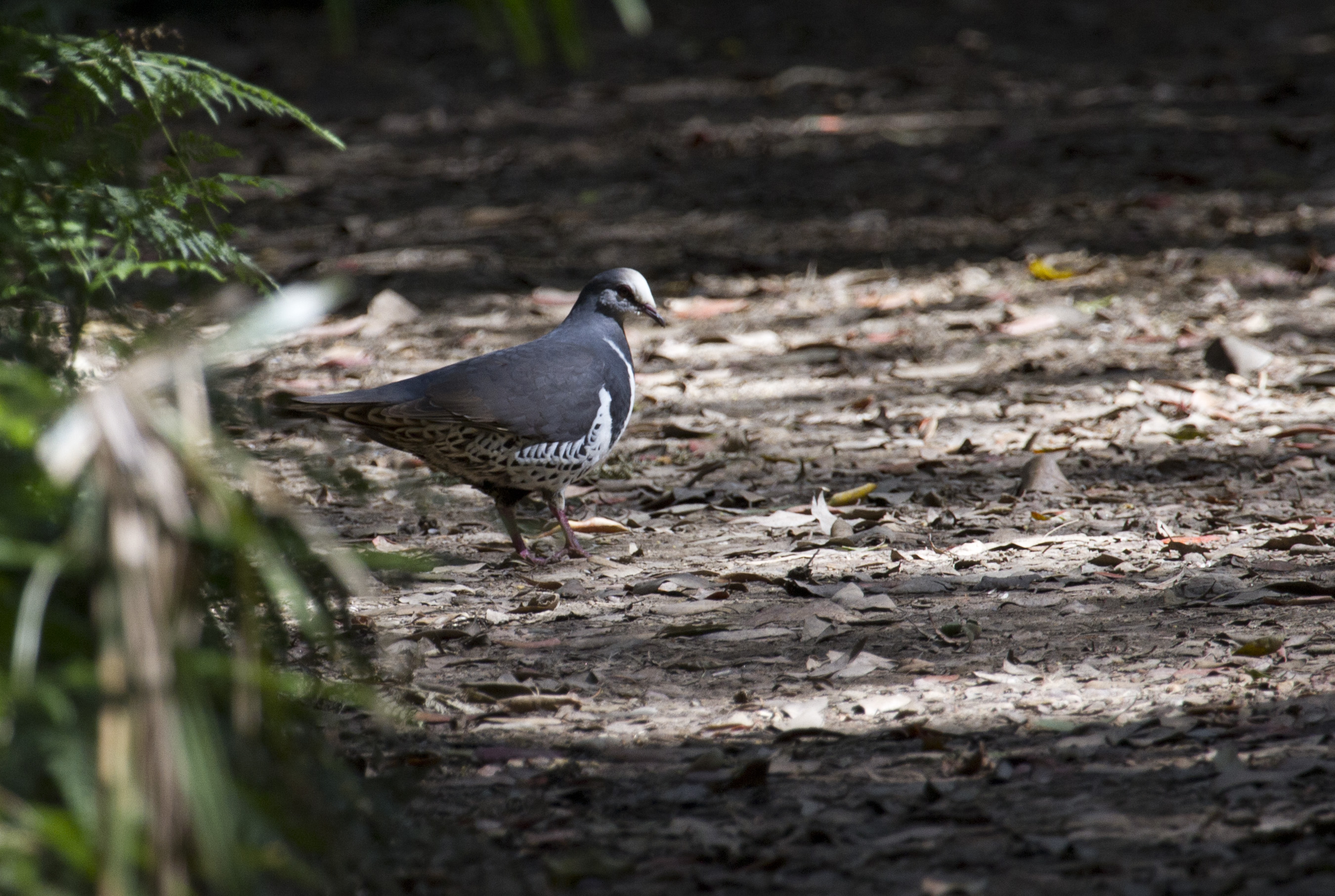 Wonga Pigeon