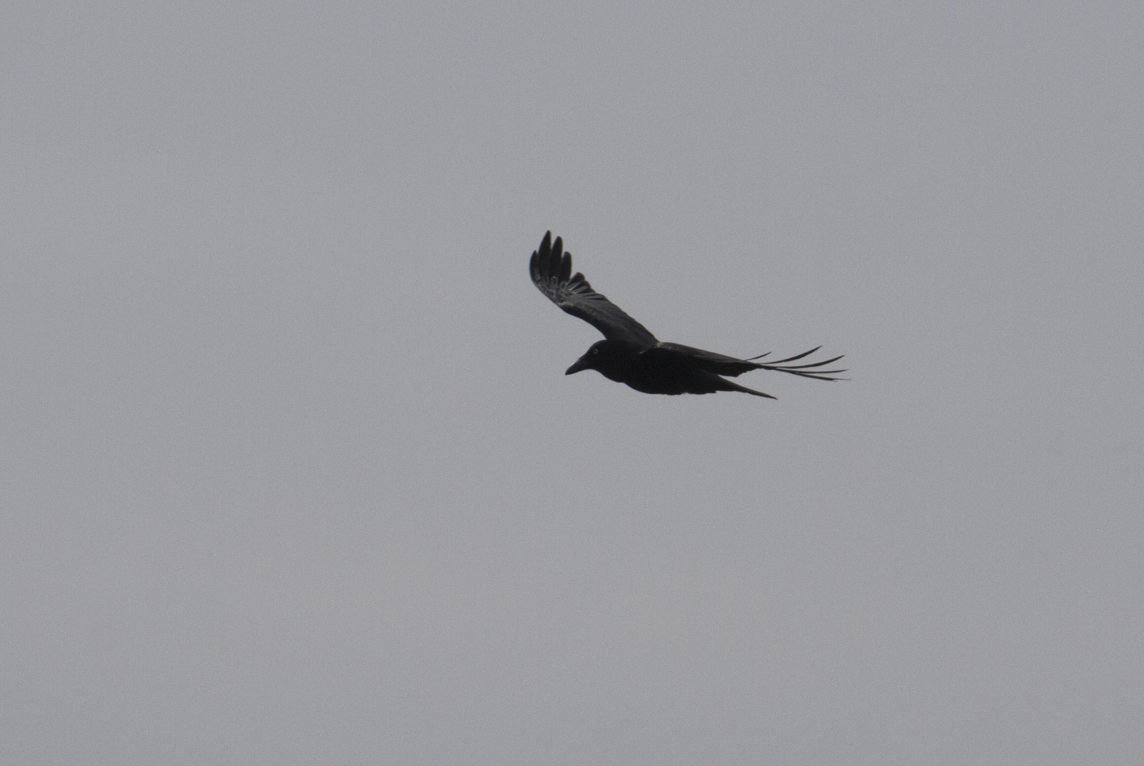 Austrailan Raven