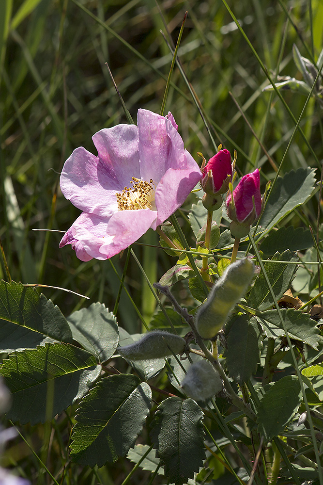 Alberta Wild Rose
