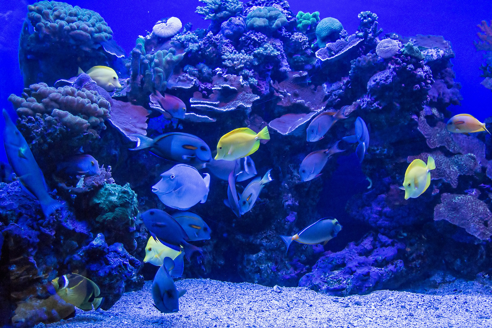 Maui Ocean Center