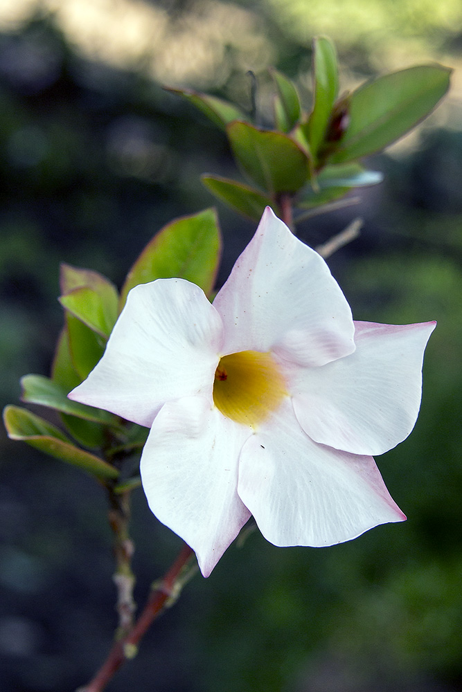 Pua kenikeni (Fagraea berteroana)