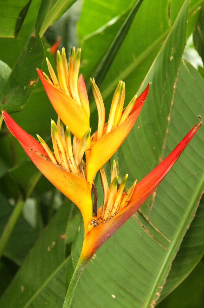 Heliconia