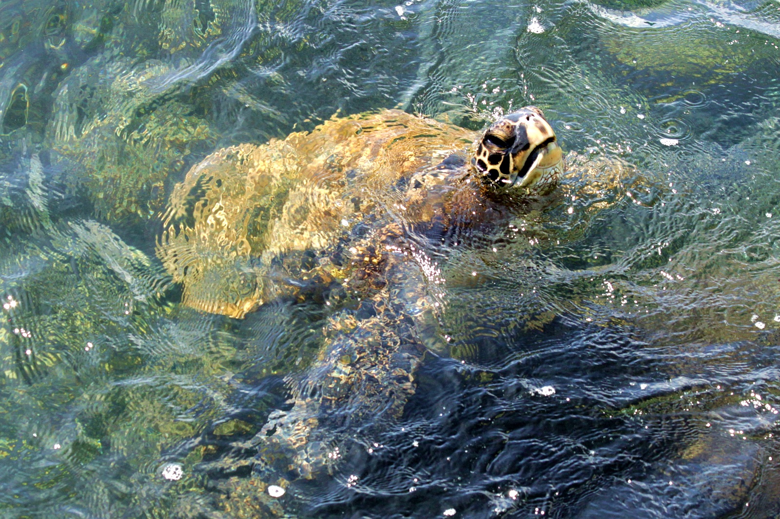 Sea Turtle