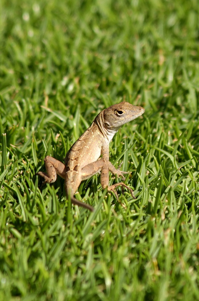 Gecko