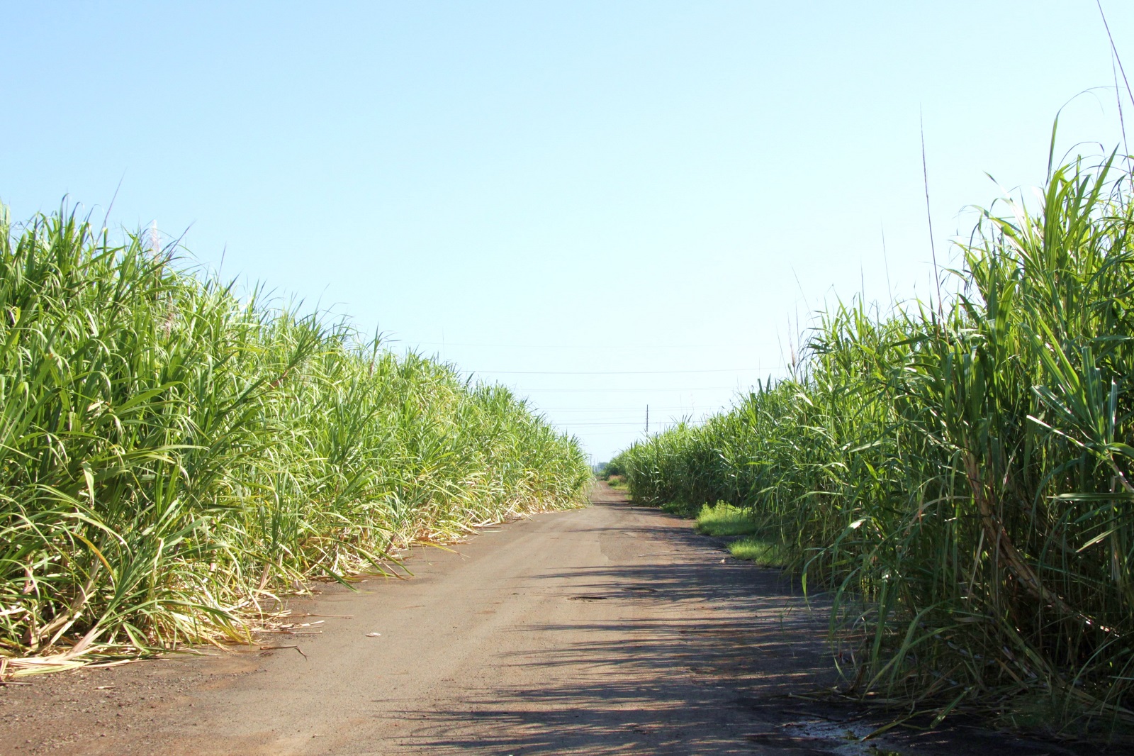 Sugar Cane