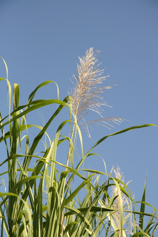 Sugar Cane Flower