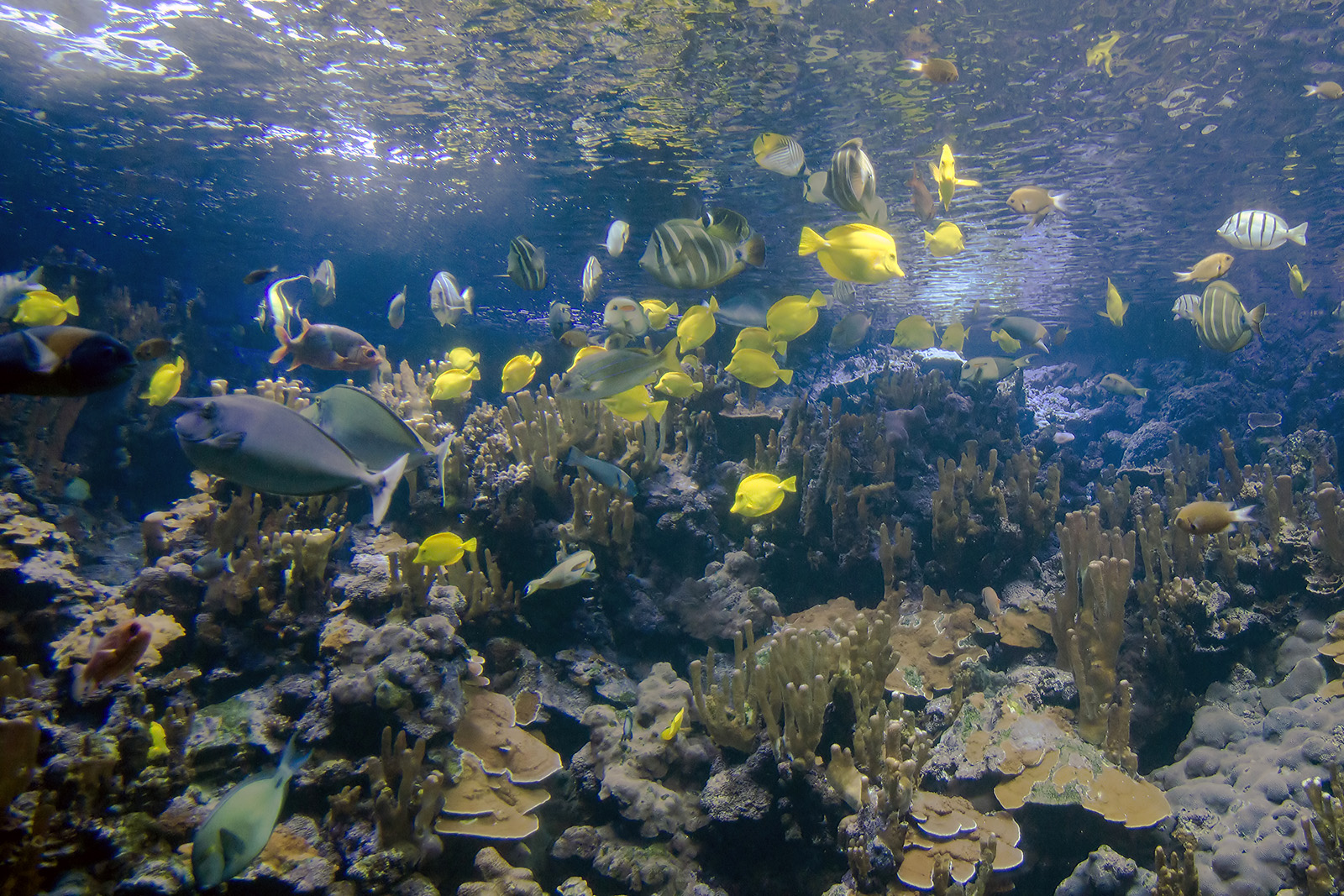 Maui Ocean Center
