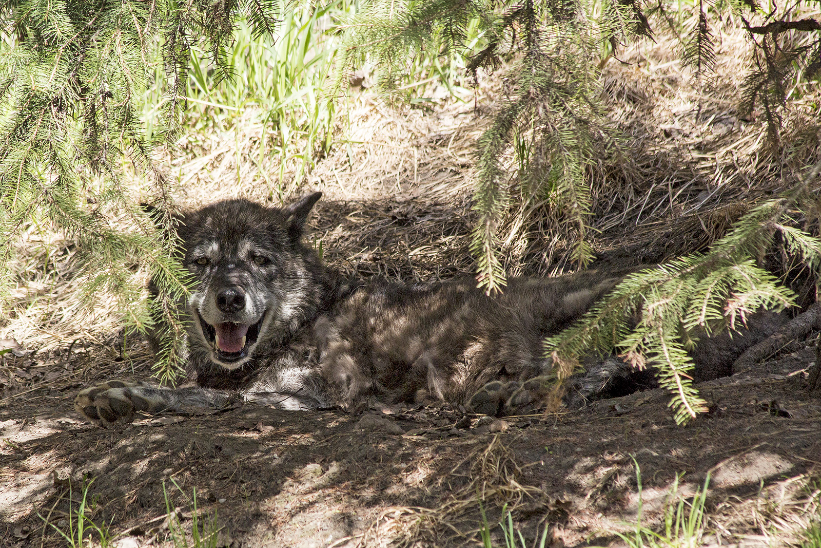 Grey Wolf