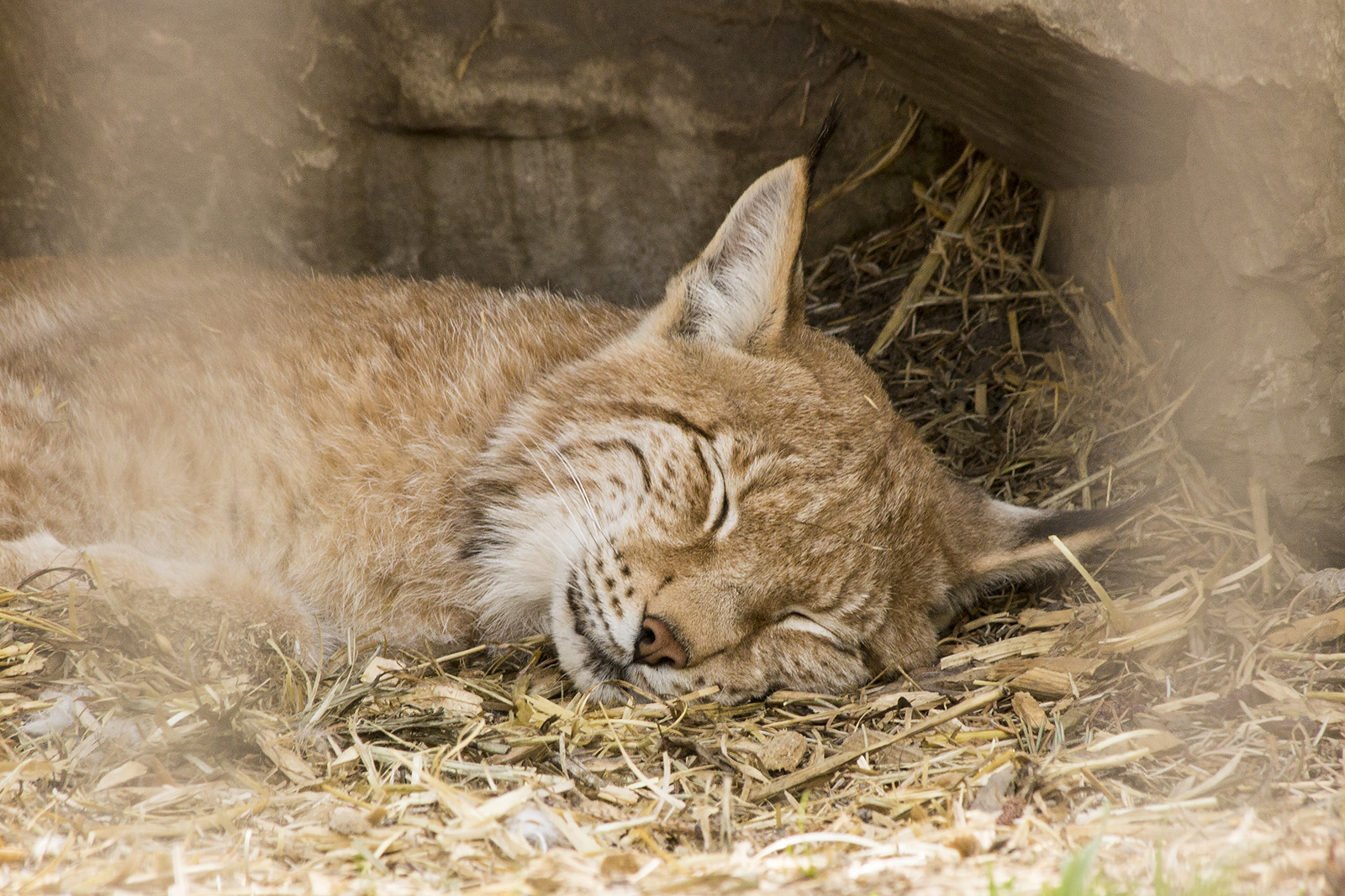 European Lynx