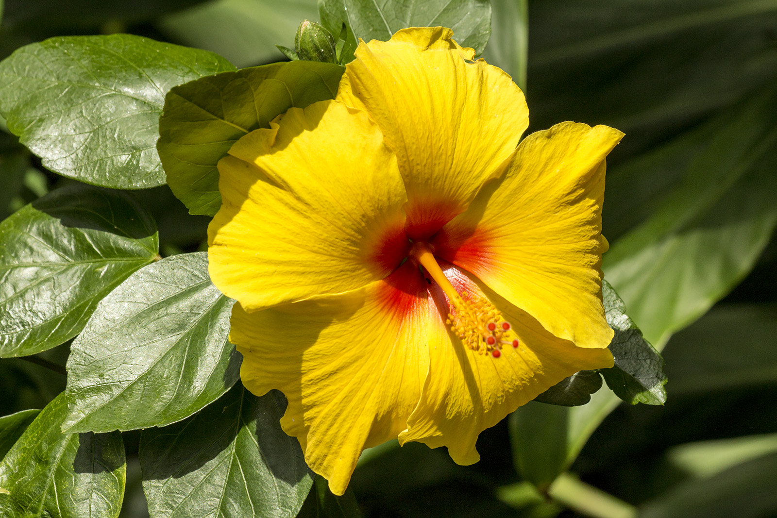 Hibiscus