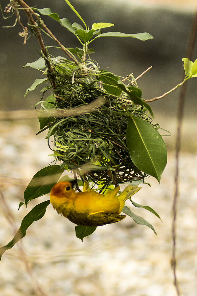 Taveta Golden Weaver