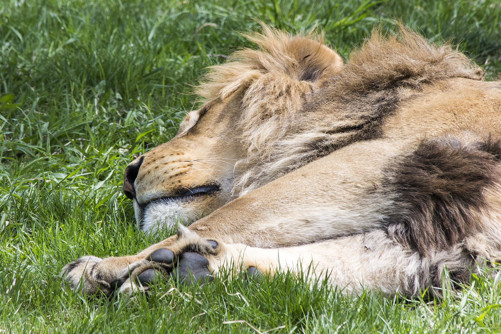 Lion