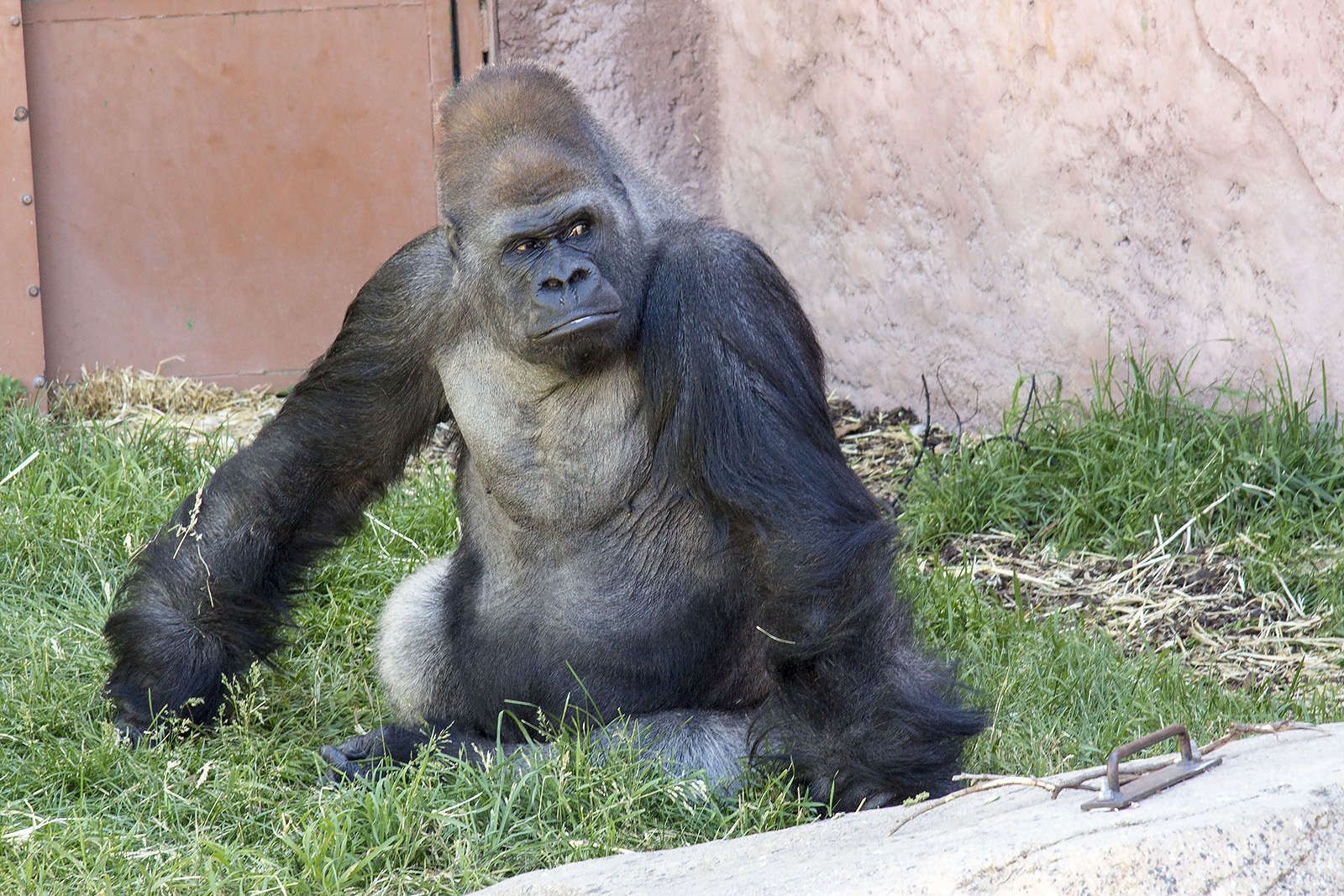 Kakinga male silver-back gorilla