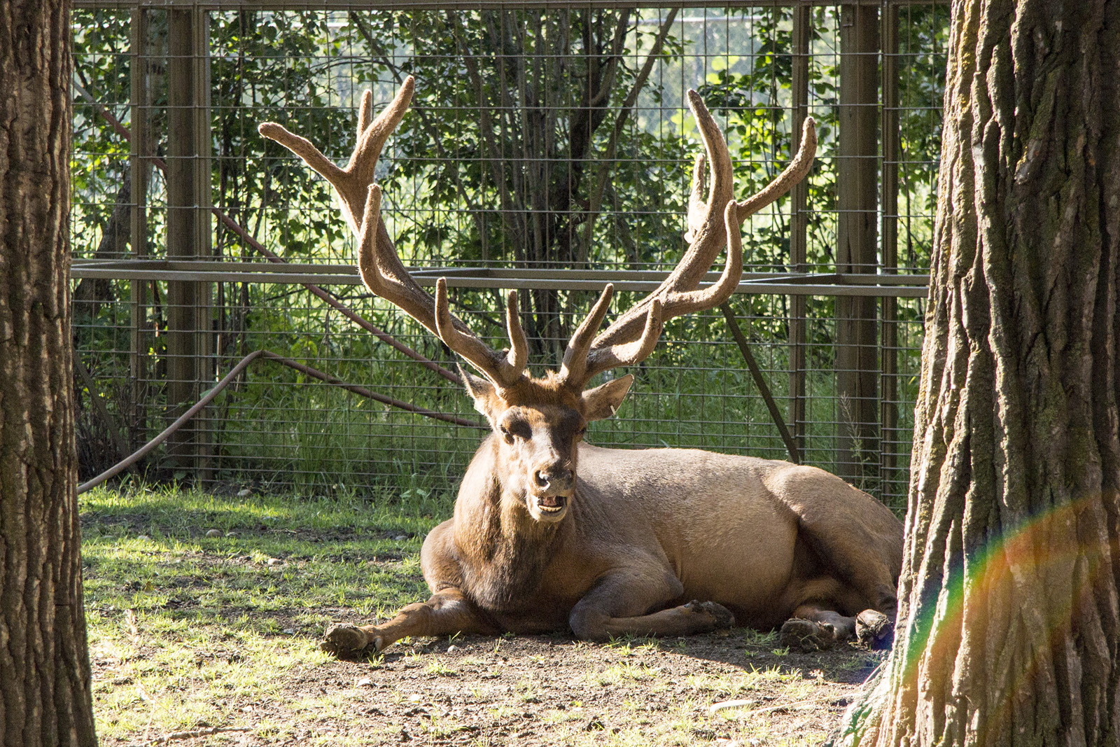 Elk or Wapiti