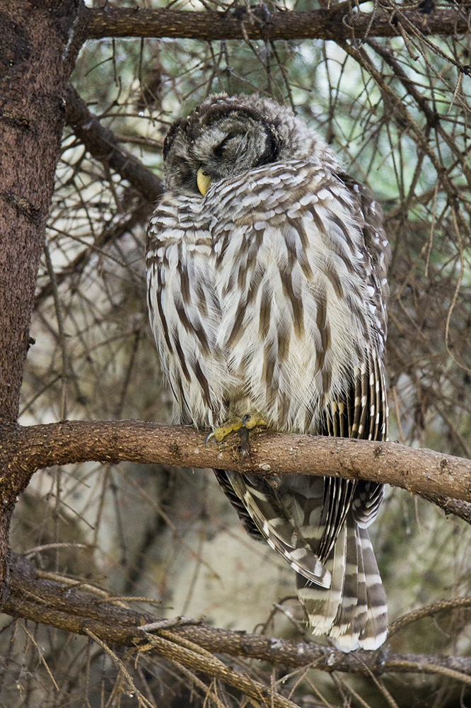 Barred Owl