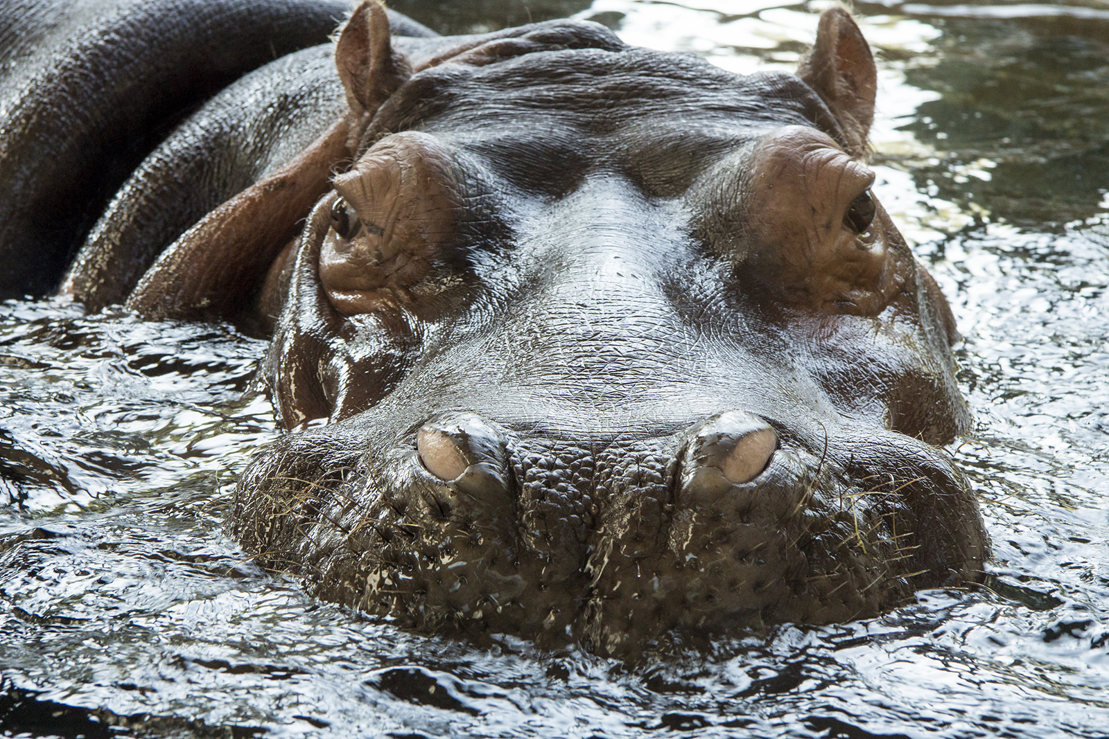 Hippopotamus