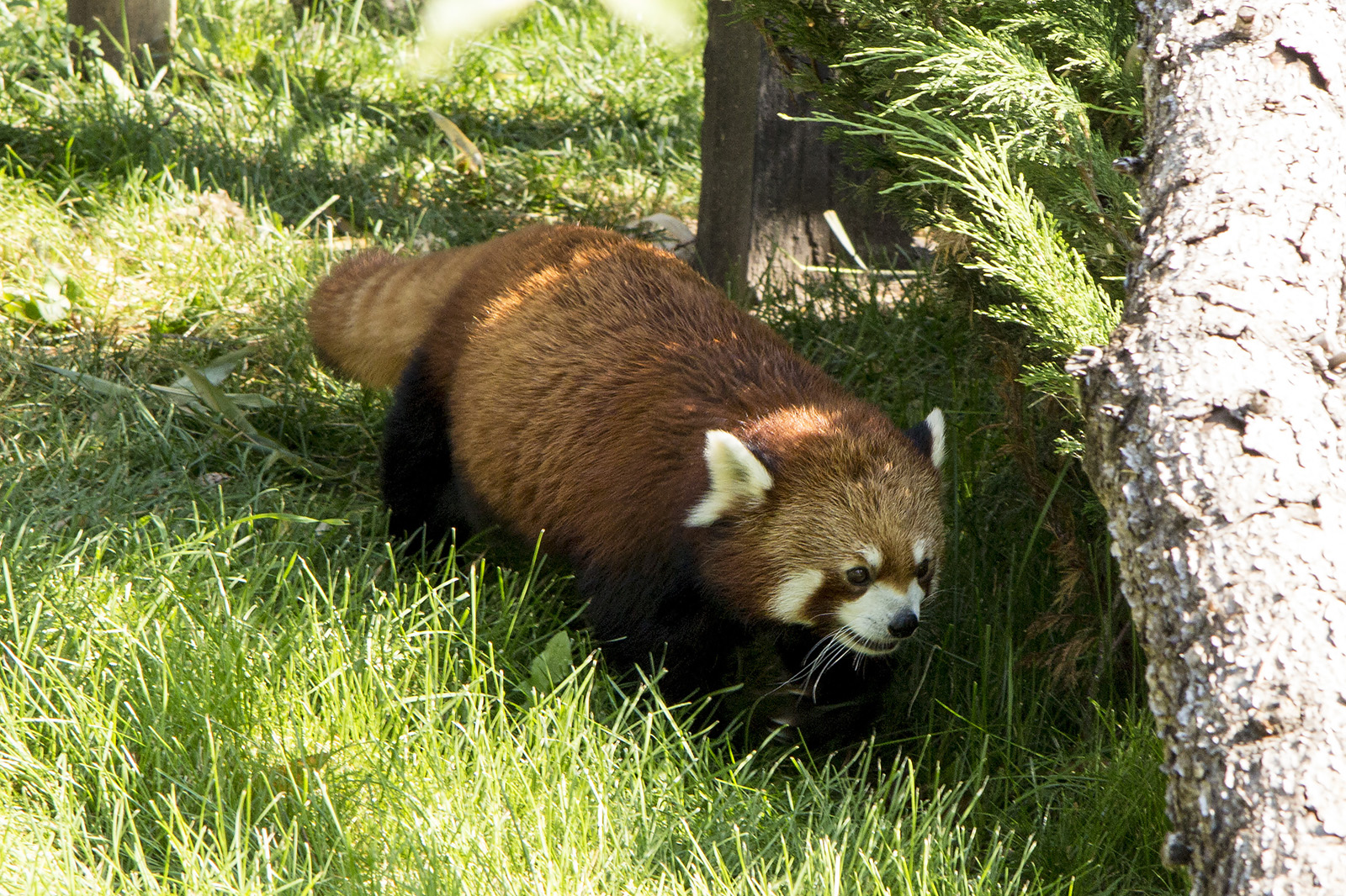Red Panda