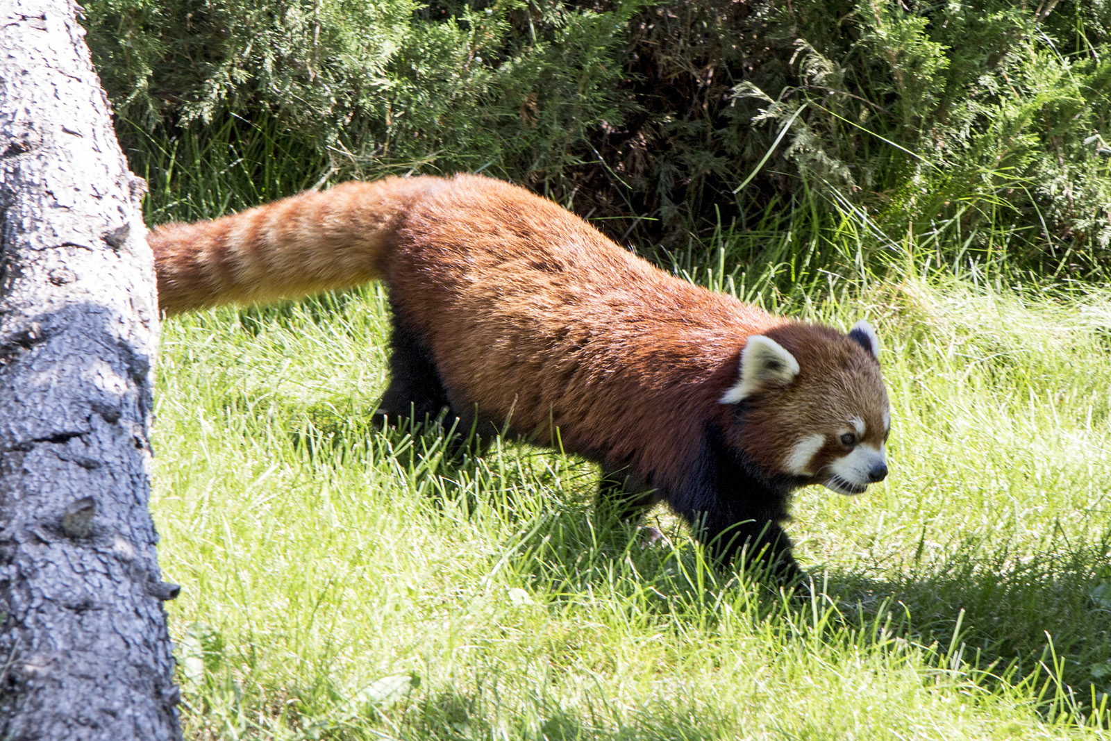 Red Panda