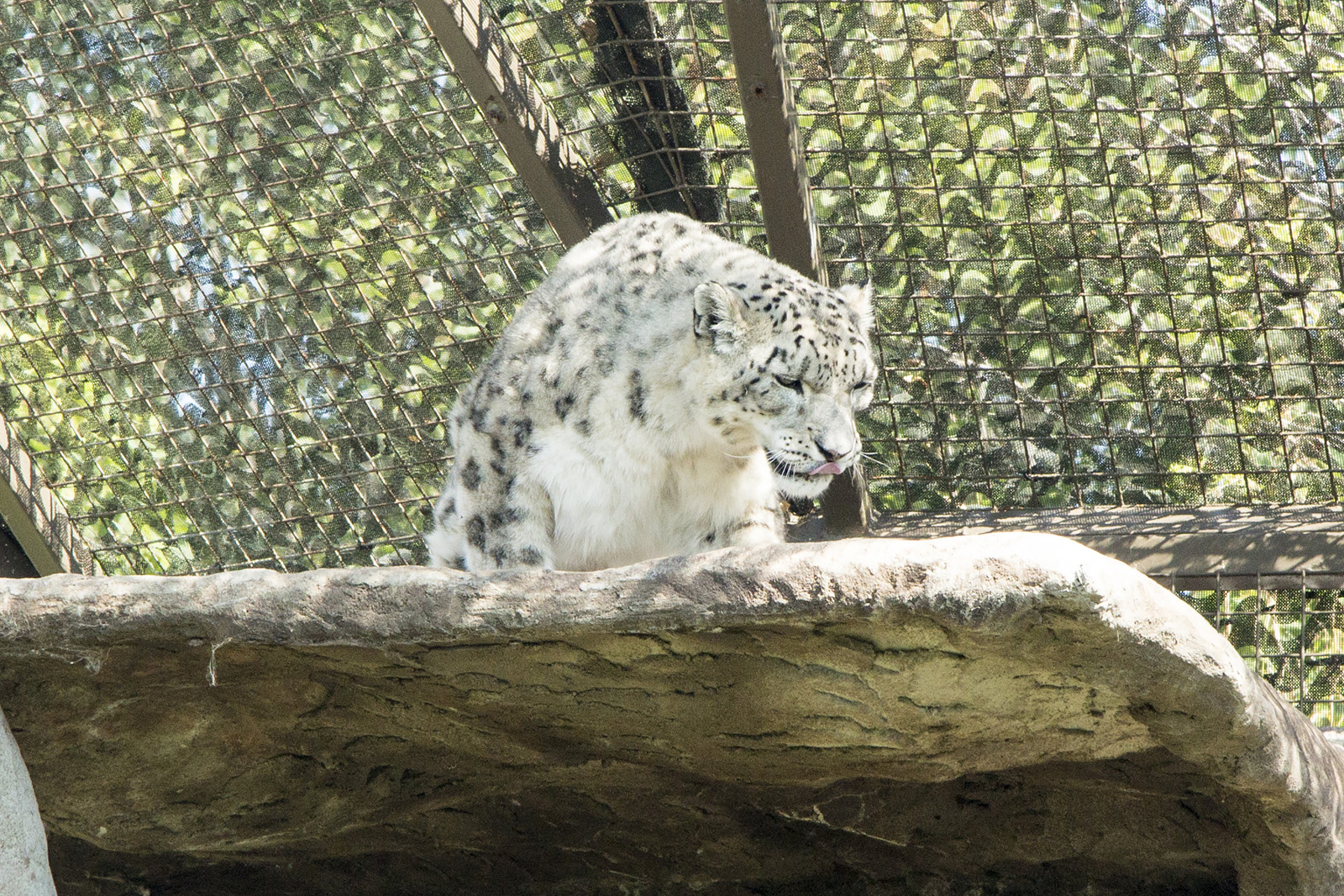 Snow Leopard