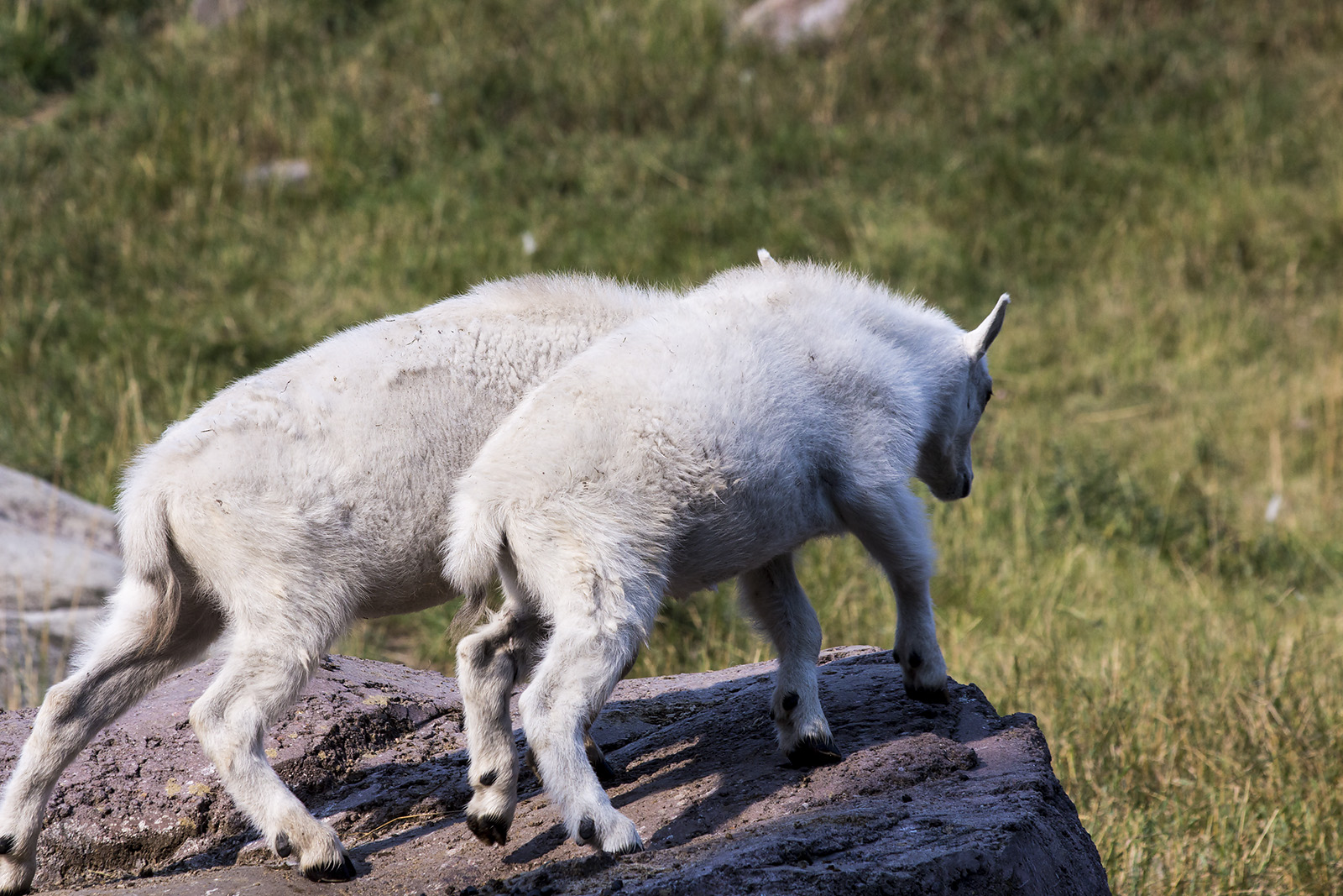 Mountain Goat Kids