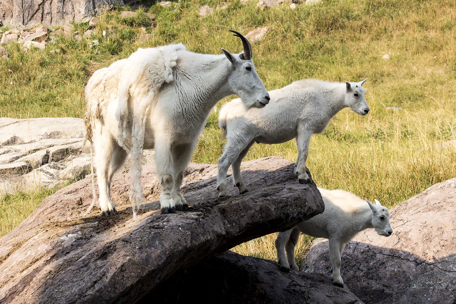 Mountain Goat and Kids