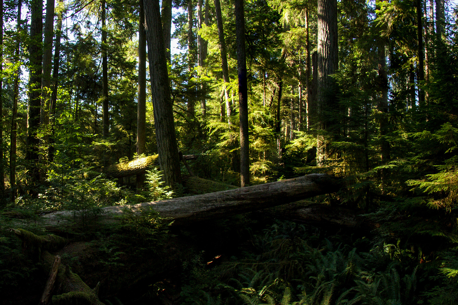 Cathedral Grove - MacMillan Provincial Park