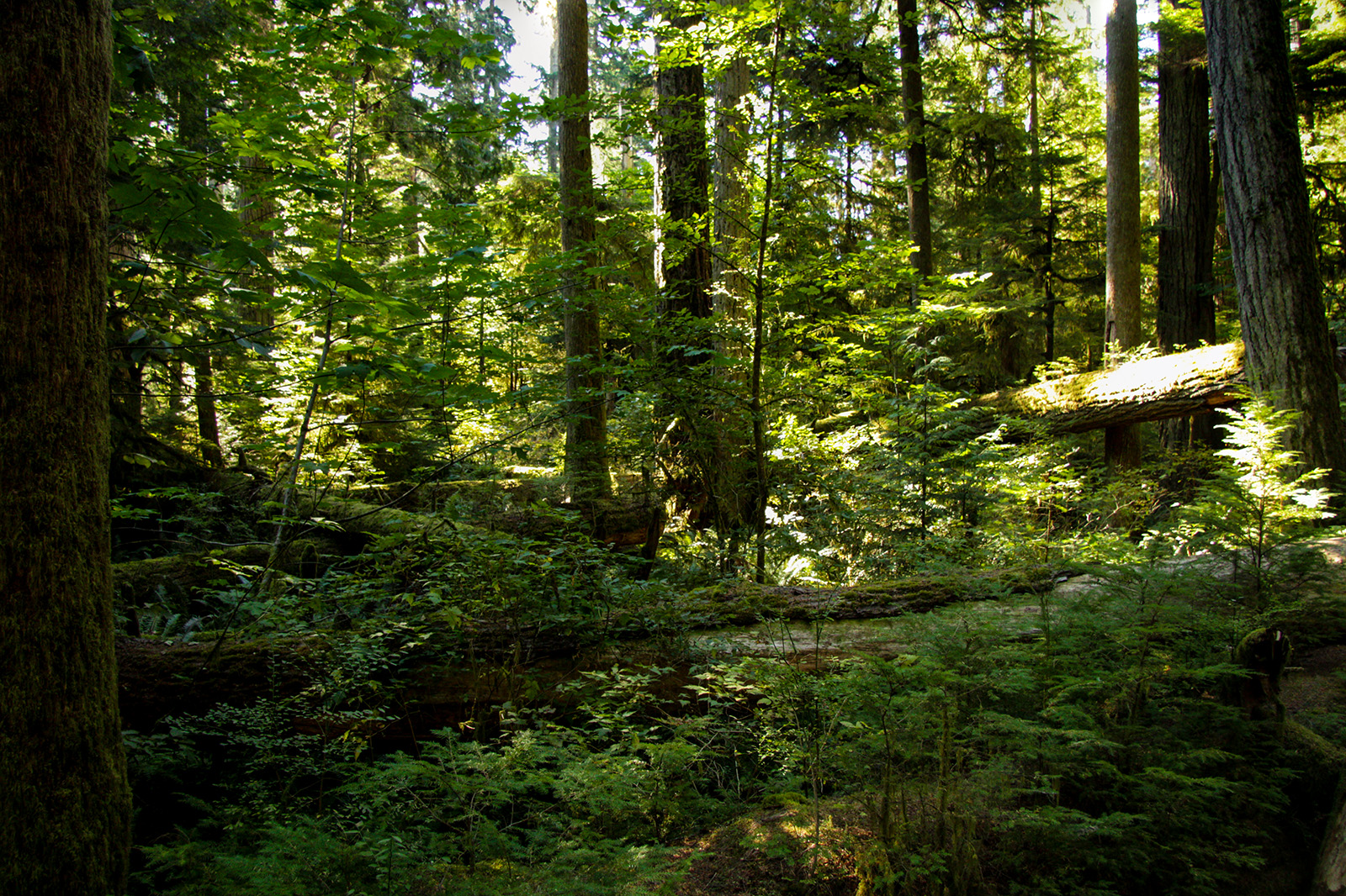 Cathedral Grove - MacMillan Provincial Park