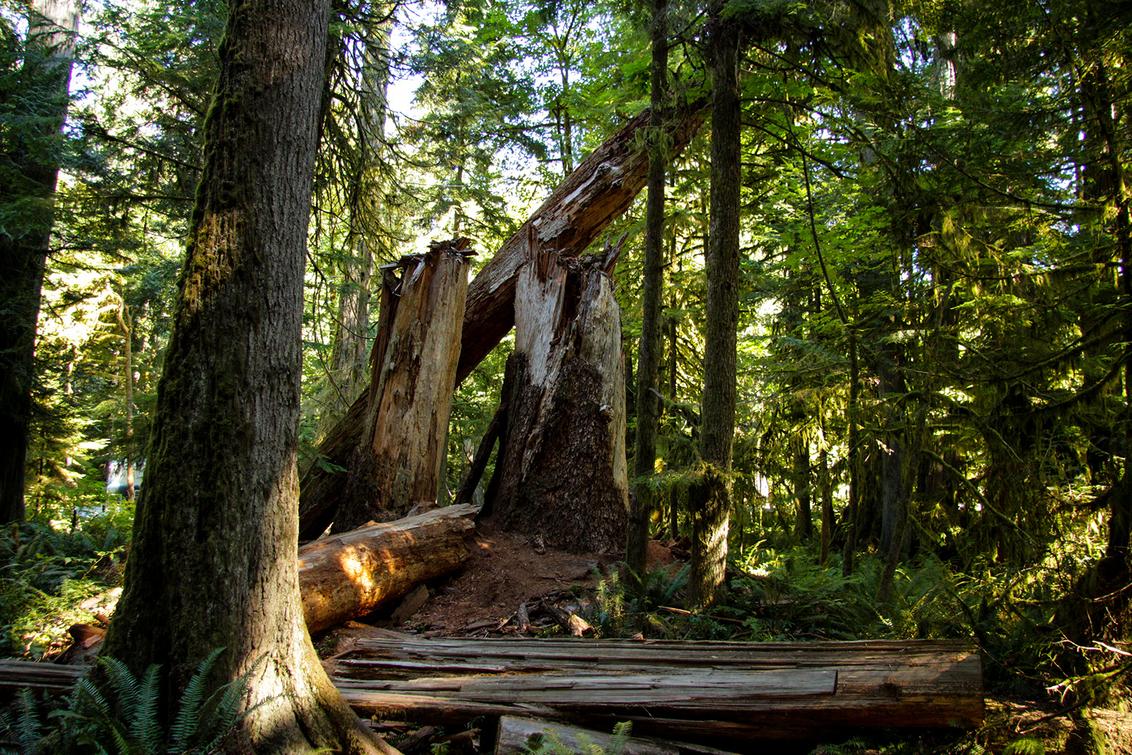 Cathedral Grove - MacMillan Provincial Park