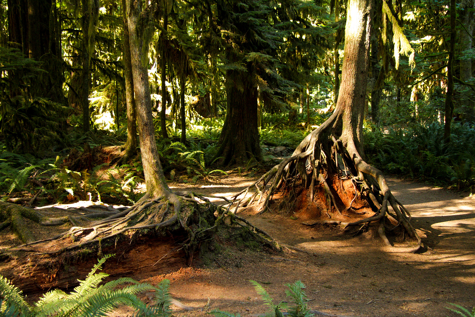 Cathedral Grove - MacMillan Provincial Park