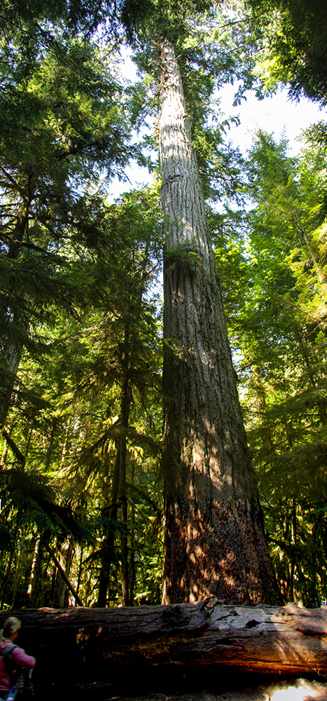 The Big Tree