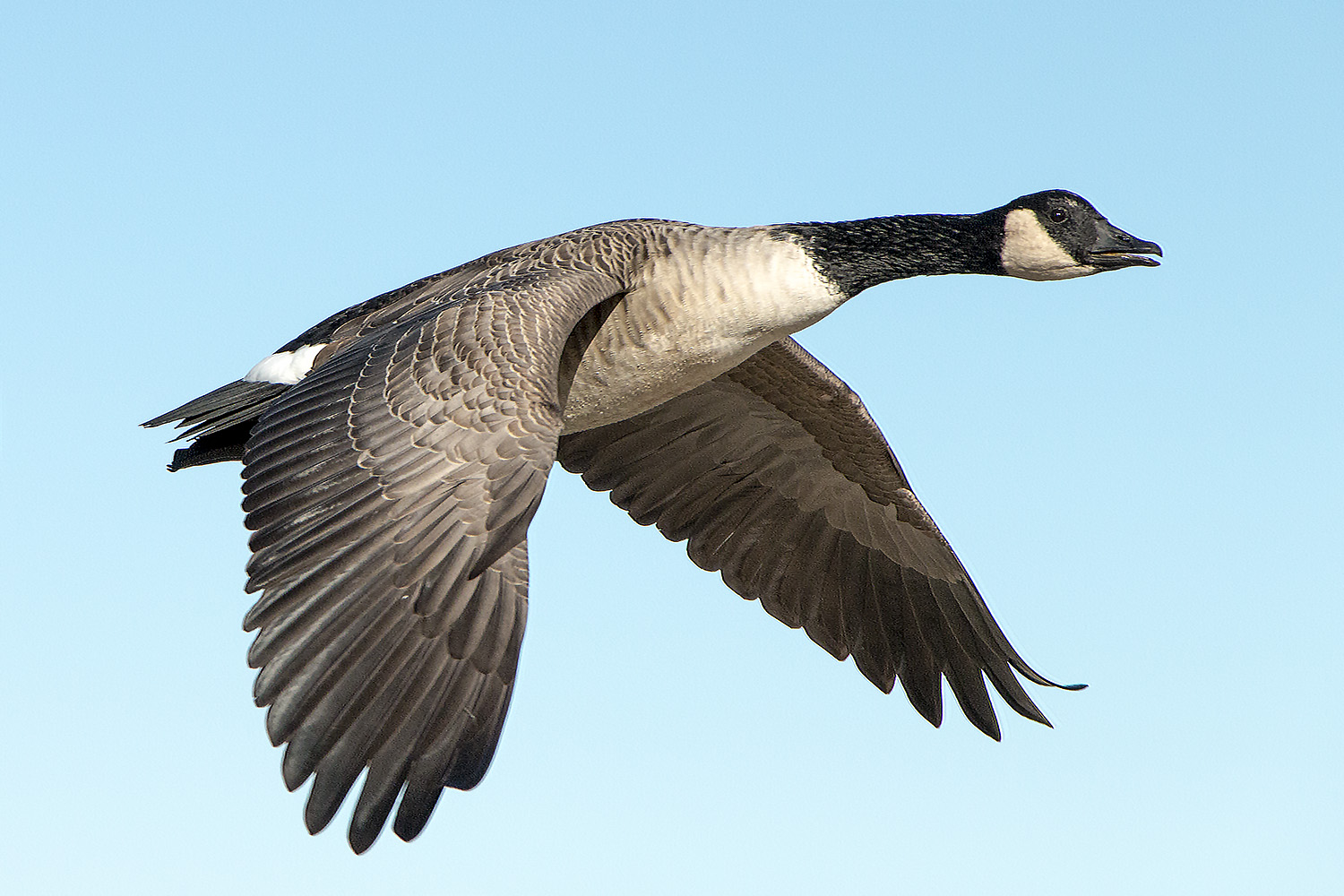 Canada Goose