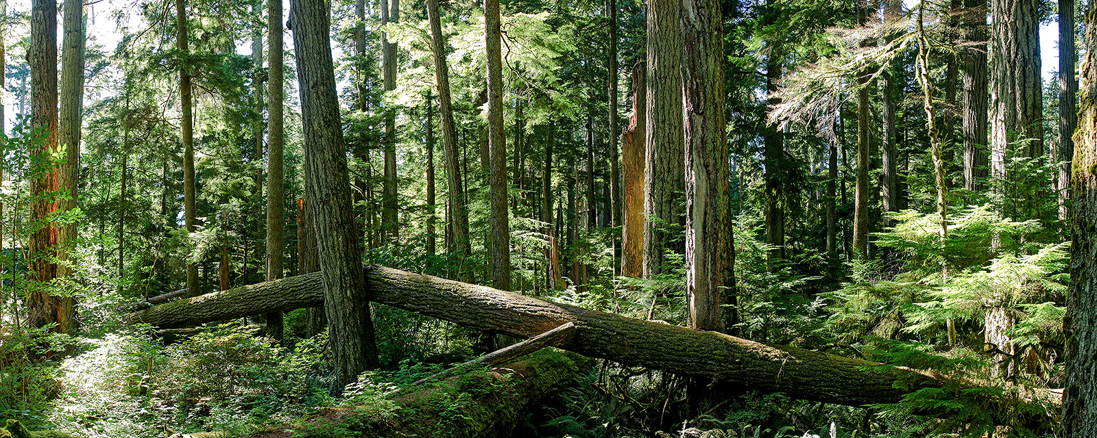 Cathedral Grove