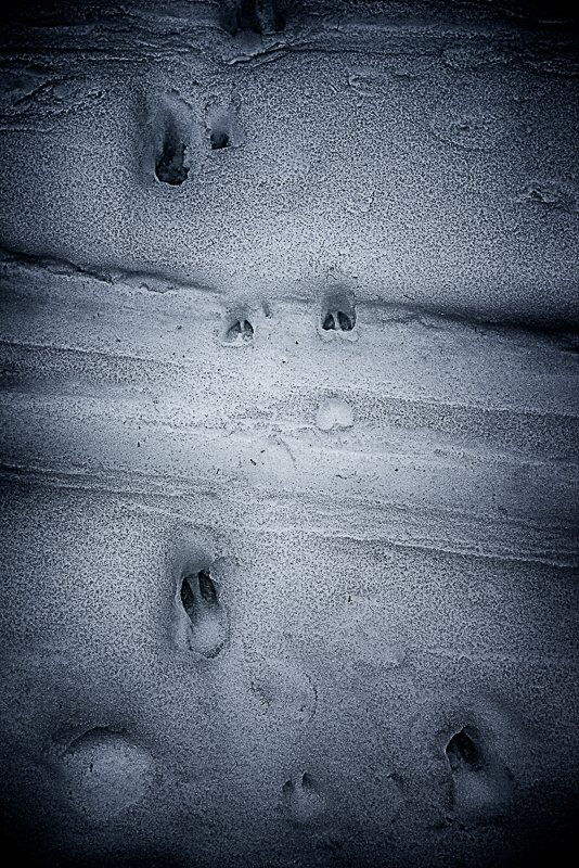 Ski tracks, animal tracks