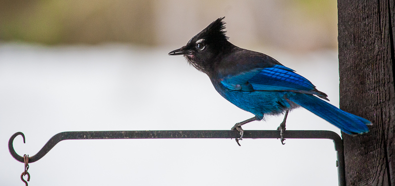Blue Jay