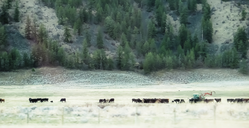 A busy ranch