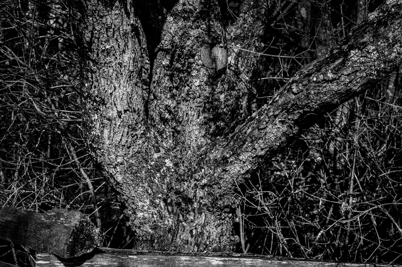 Tree trunk