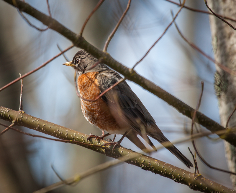 Robin