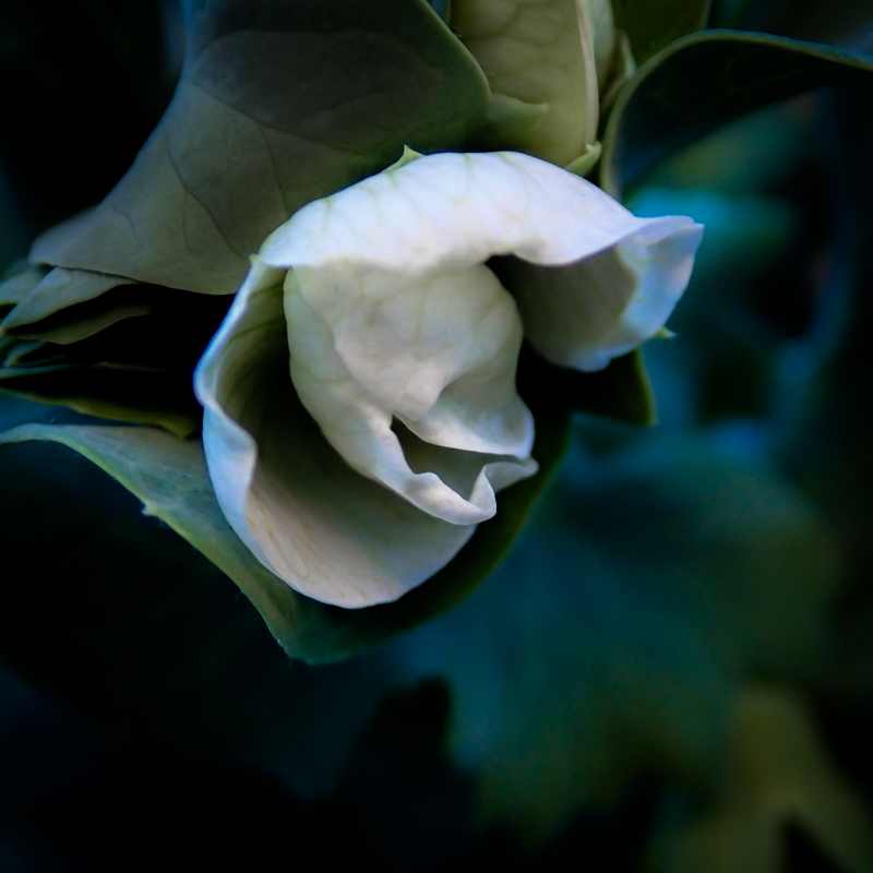 Snap pea flower