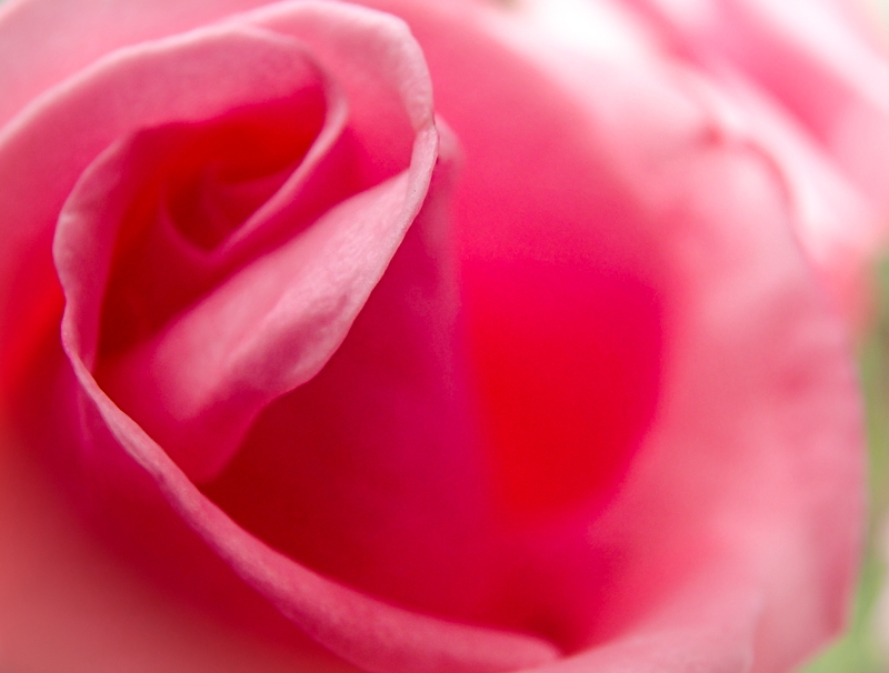 Pink rose