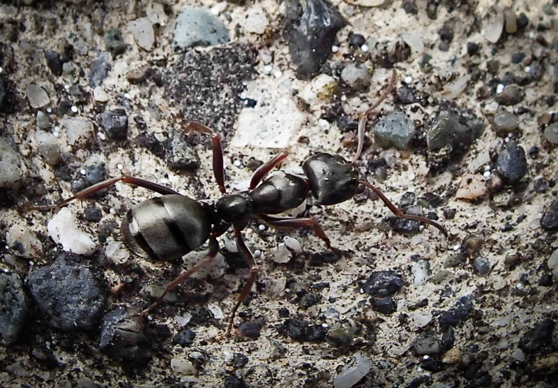 An ant
