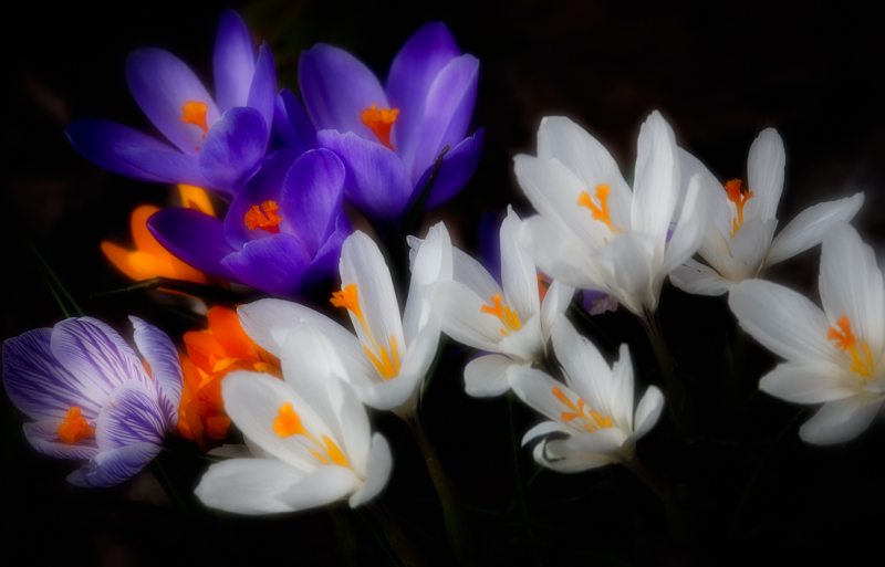 Crocus glow