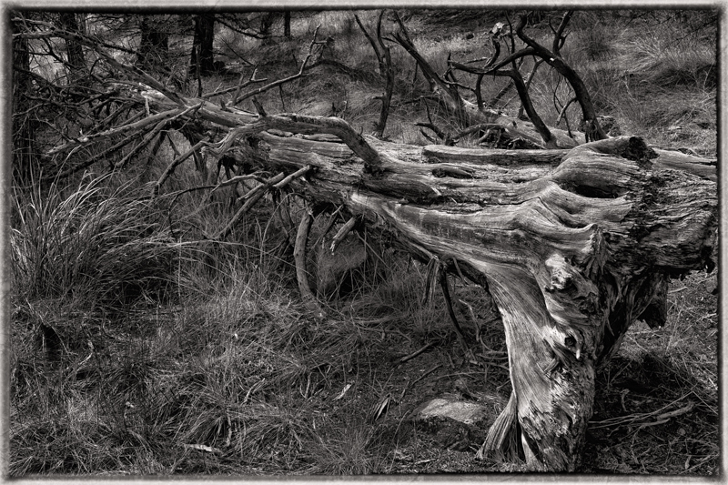 Fallen trees