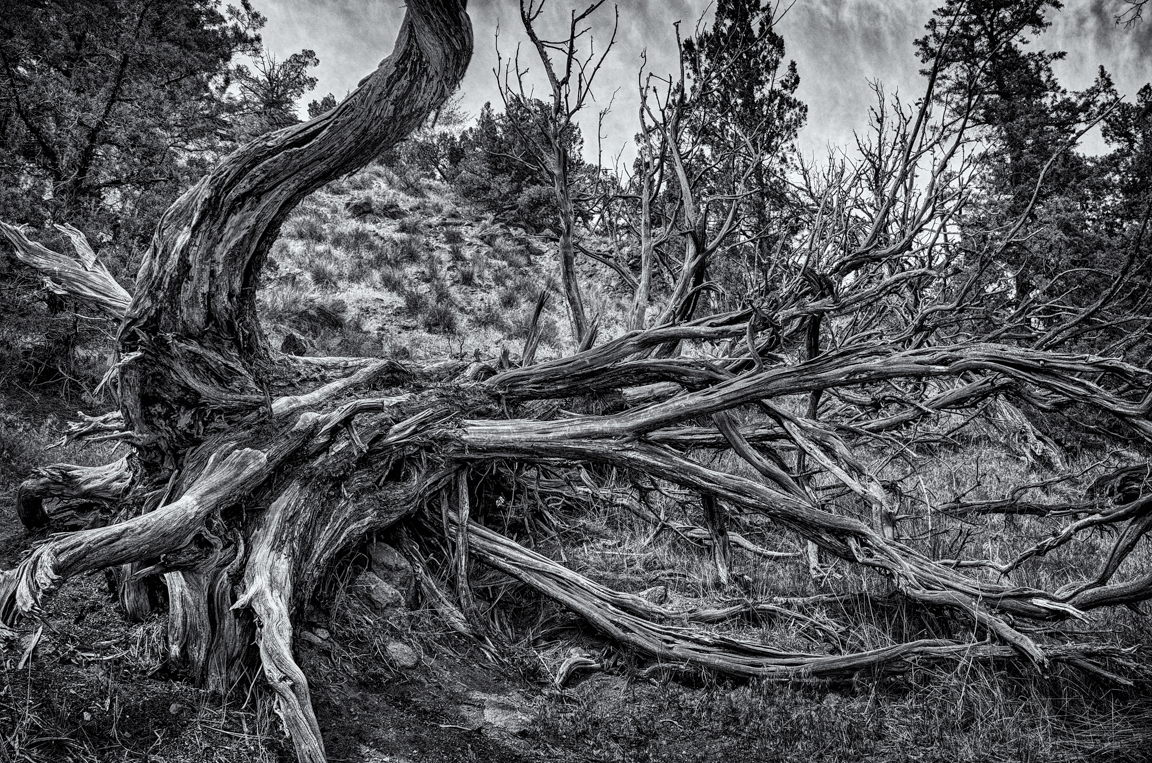 Tree form