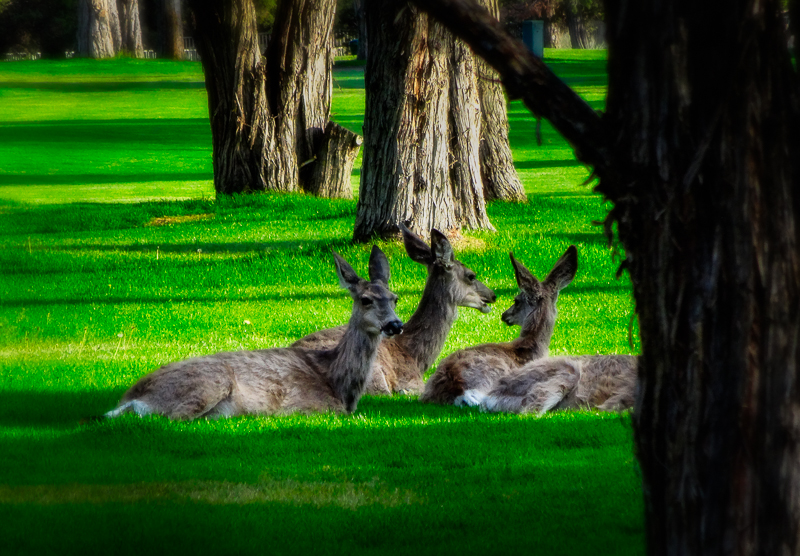 An afternoon rest